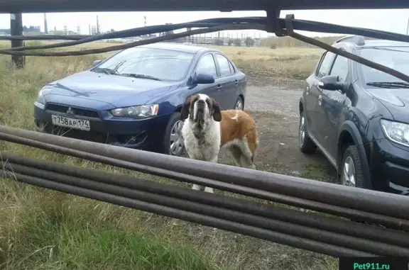 Собака с ошейником найдена возле Электродного завода в Челябинске