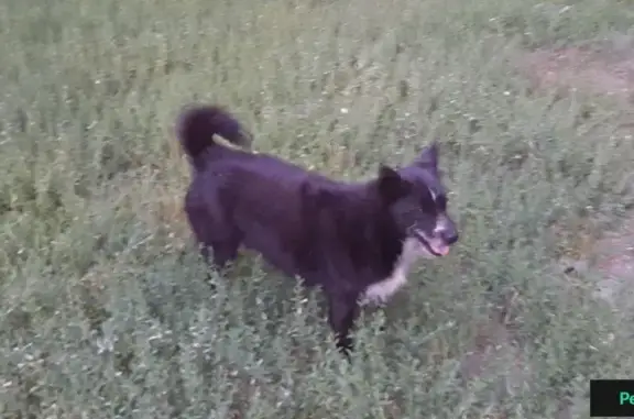 Найдена собака в Ростове: ищем хозяина