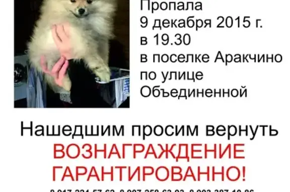 Пропала собака в Казани, вознаграждение 30 000 р.