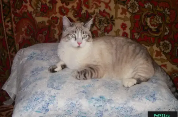 Кошки потеряшки, Виллозское, фото: Потеряшка кошка в районе Туутари-парка, д. Ретселя, д. Мюреля (Ломоносовский р-он)