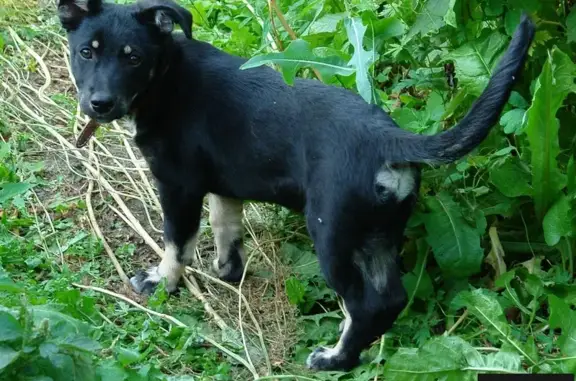 Пропала собака в Магнитогорске