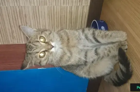 Найдена кошка в мкр. Солнечный, Красноярск