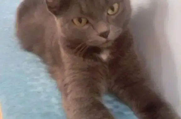 Найдена серая кошка с деформированным ушком в Новосибирске, Горском микрорайоне