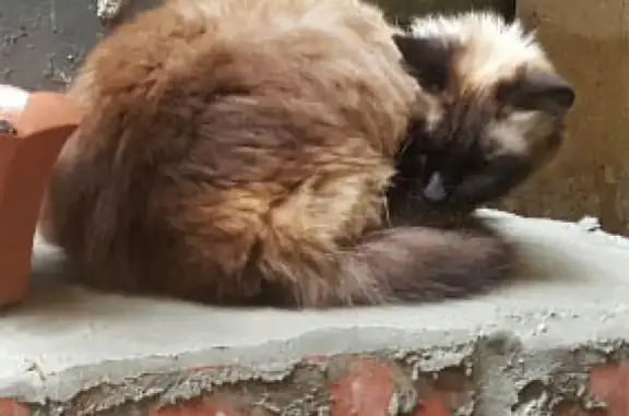 Найдена тайская кошка на Васильевском острове