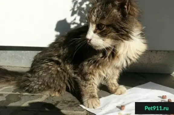 Найдена кошка на заправке Татнефть, Горьковское шоссе, п. Кузнецы