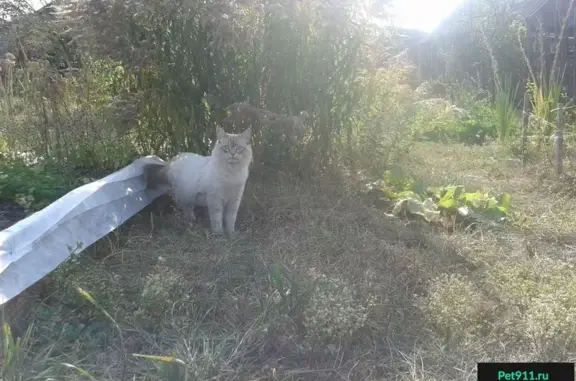 Найден кот в микрорайоне Сомово, Воронеж