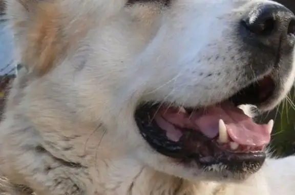 Пропала собака в поселке Плановый на ОбьГЭС