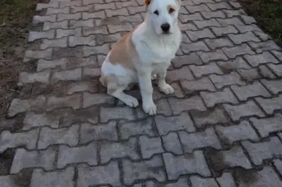Пропала бело-рыжая собака возле станции 