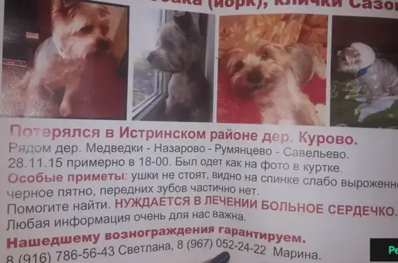 Пропала собака в деревне Курово, Истринский район, Московская область