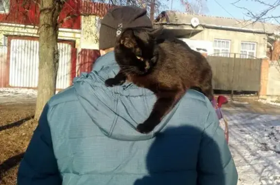Пропал черный кот в пос. Новомосковский