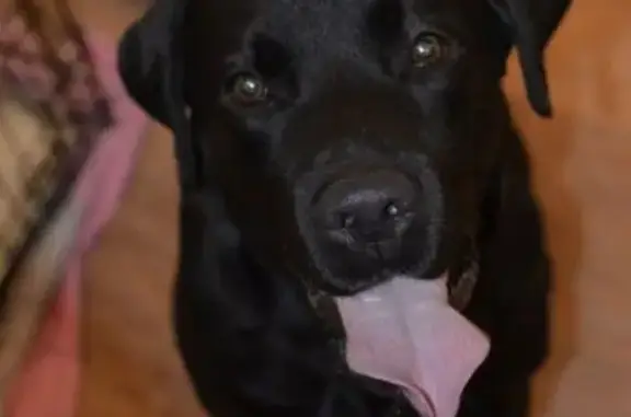 Пропала собака породы лабрадор в Омске