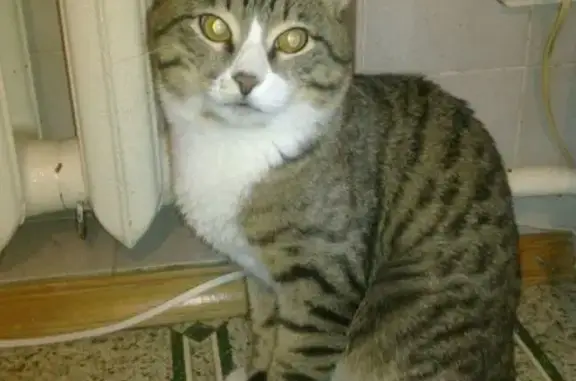 Пропала кошка в Саратове, ул. Вольская, д. 36, угол с ул. Рабочая