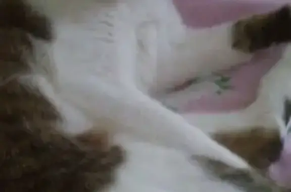 Пропала кошка в Московском районе Казани