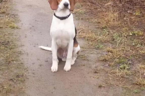 Пропала собака в Ломоносовском округе: Карай, эстонская гончая, вознаграждение гарантирую.