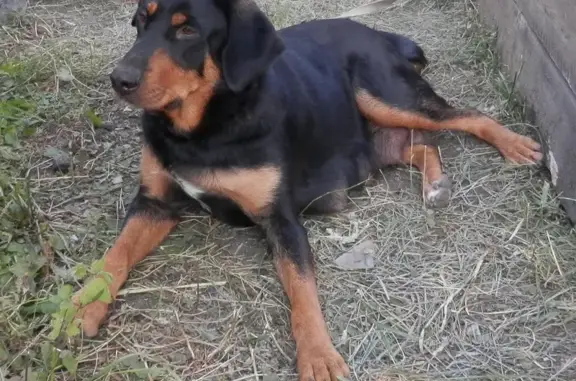 Пропала собака в Отрадном, Воронежская область