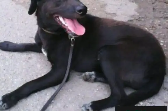 Пропала собака Глаша в пос. Энем, Республика Адыгея