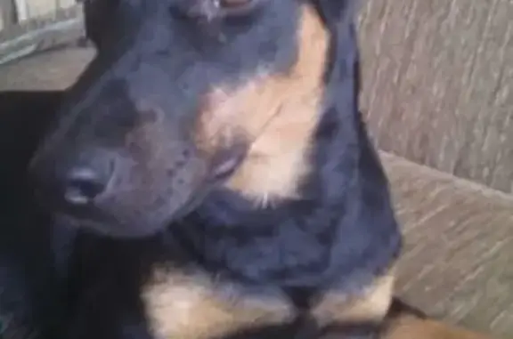 Пропала собака породы ягдтерьер в Льговском районе, вознаграждение гарантировано
