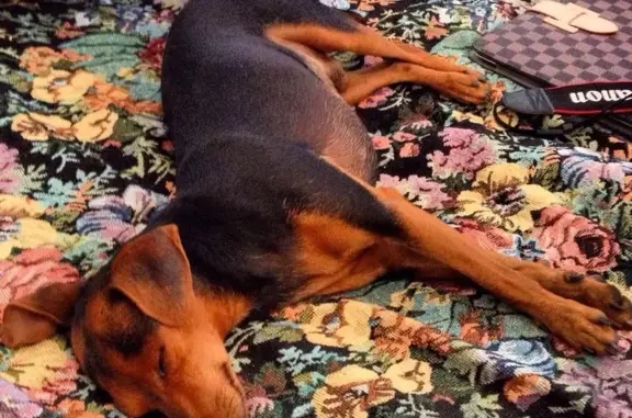 Пропала собака Кокос в Мытищинском районе.