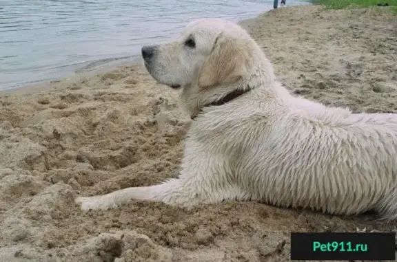Пропала собака в парке Сокольники, Москва