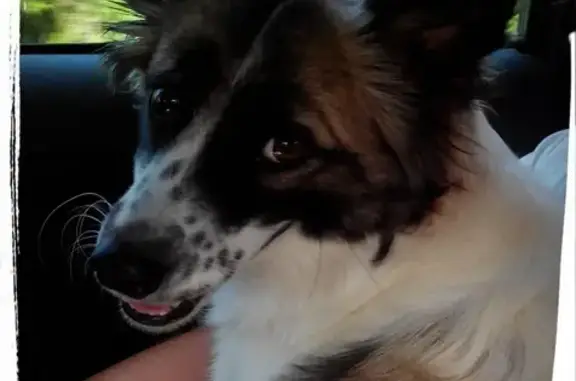 Пропала собака Чапа в Индустриальном районе Перми