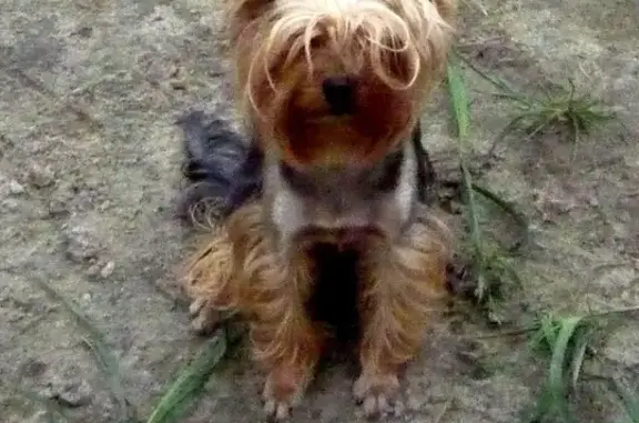Пропала собака Йорк в Измайловском лесопарке и на ул. Плеханова, Москва