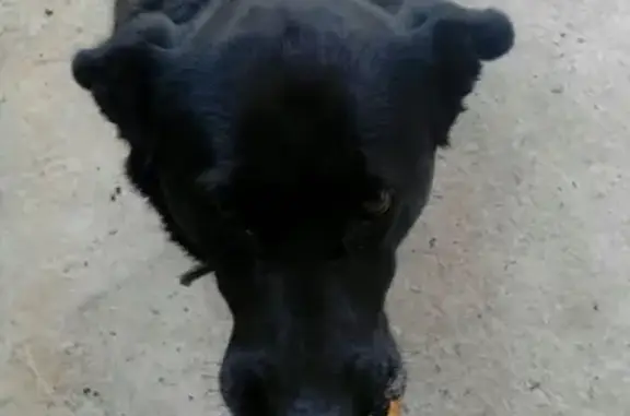 Собаки потеряшки, Зашеек, фото: Потеряшка собака в СТ Нива, район Витамина