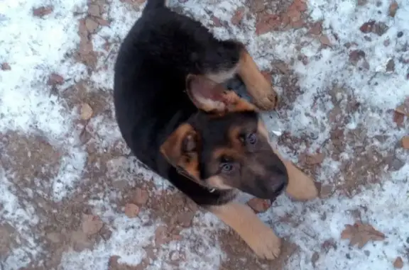 Пропала собака в Загорянском: щенок немецкой овчарки, метис.