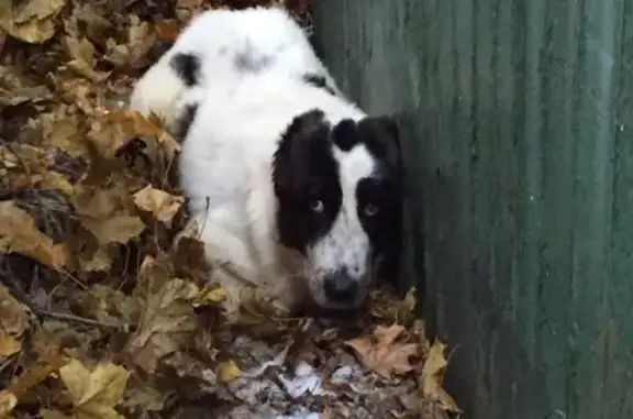 Пропала собака на Зелёной улице в Малаховке