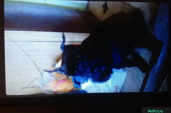 Пропала собака Цвергшнауцер в Магнитогорске
