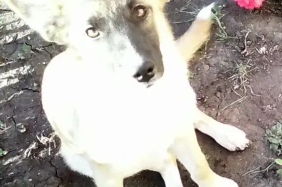 Пропала собака на ул. Мамина, Челябинск