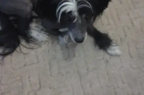 Собаки потеряшки, деревня Шахманово, фото: Потеряшка собака Оскар в Шахманово