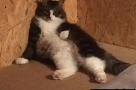 Кошки потеряшки, хутор Майзит, фото: Потеряшка кот Бусина в Ленобласти, хутор Майзит, г. Любань