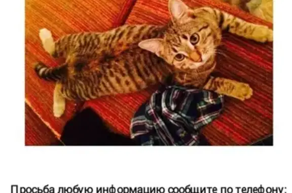 Пропала кошка на Московском проспекте