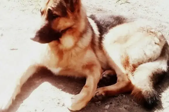 Пропала собака Байкал, видели на Железнодорожной улице в Химках