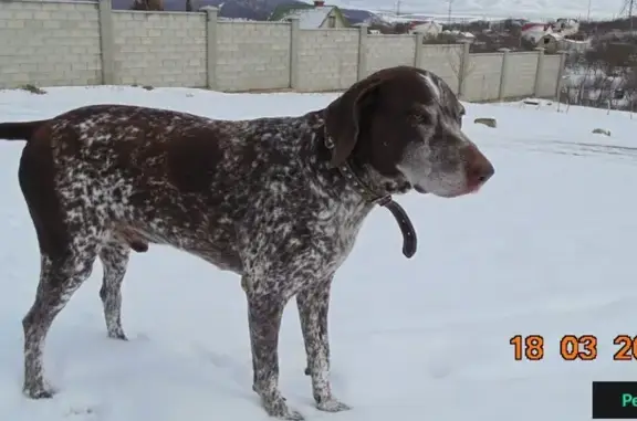 Пропала собака Арс в Симферополе, помогите найти!