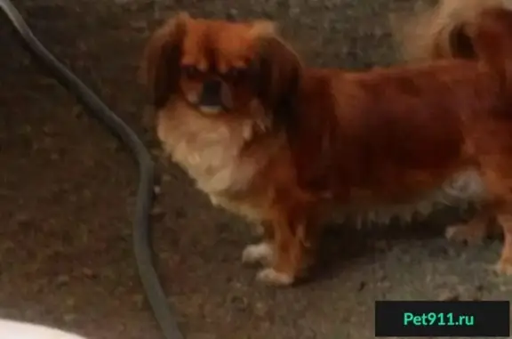 Пропала собака Муся в Горхуторе