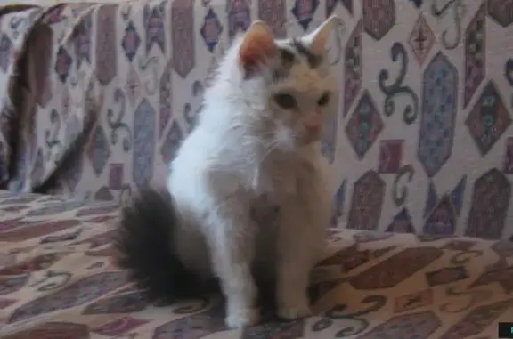 Найдена кошка: ул. Гусарова 10, Пермь. Звоните!