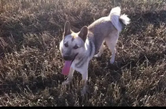 Пропала собака в Полысаево, Кемеровская область