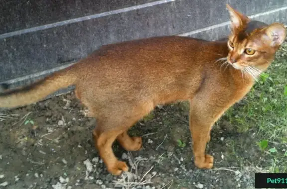 Пропал кот породы Абиссинская в Новой Москве, Вороново.