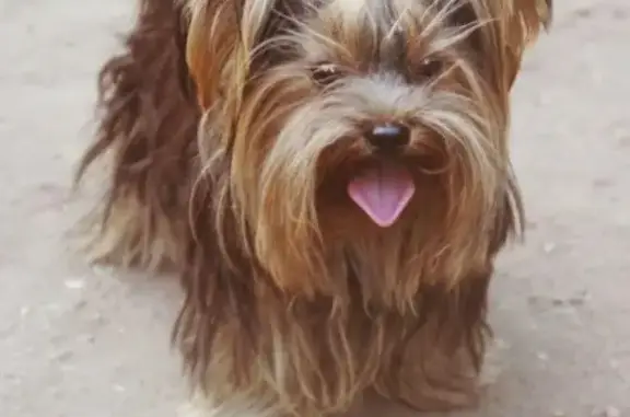 Собаки потеряшки, Луговское, фото: Потеряшка собака в Богучарском районе, нужен специальный уход!