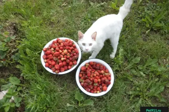 Пропала кошка на ул. Н. Руднева, Тула