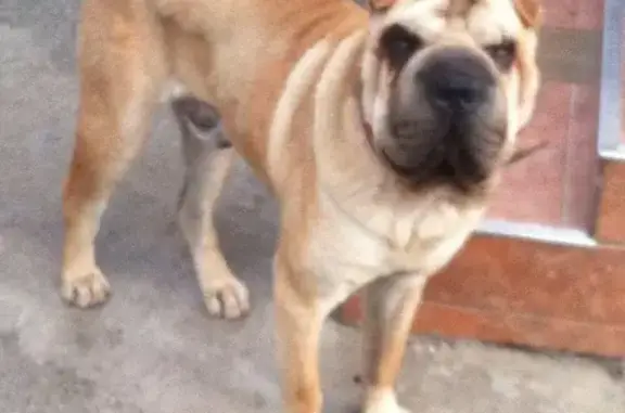 Пропала собака породы ШАРПЕЙ в Табачке, Краснодар.