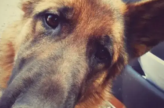 Пропала собака Ника в Первомайском районе, Ростов-на-Дону