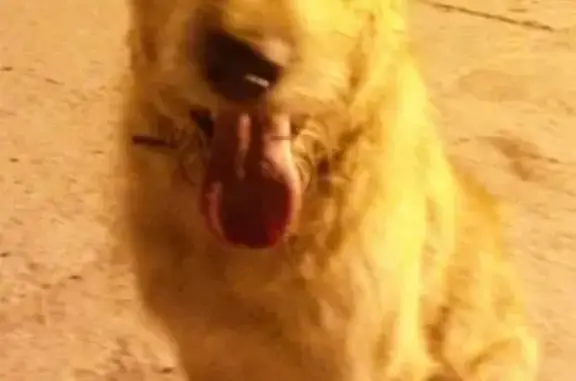Пропала собака на ул. Аникина, Новосибирск