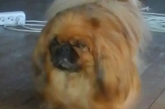 Собаки потеряшки, Домажино, фото: Потеряшка собака в Домажино, Тверская область