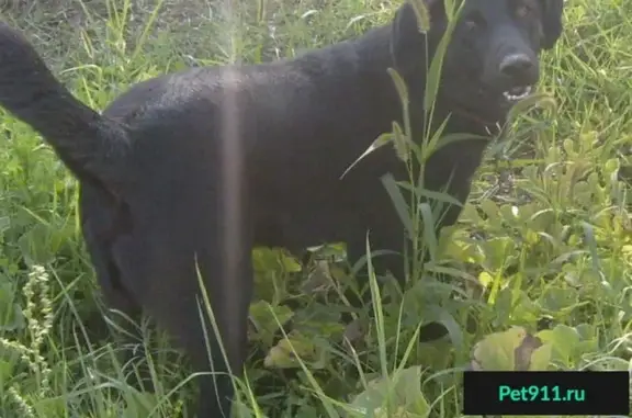 Пропал черный пес с дачи на Латошинке, Тракторозаводский район.