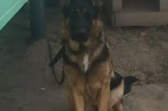 Пропала собака Агата в Реутове, Московская область