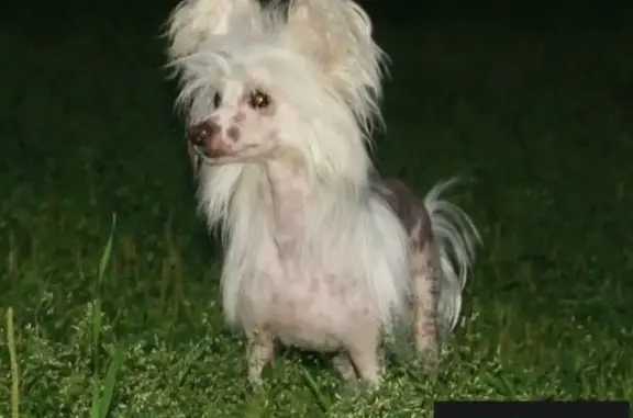 Пропала собака белого хохлатого мальчика в Ясенево, Москва