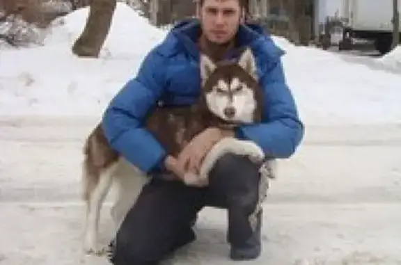 Пропала собака в Автозаводском районе, Нижний Новгород