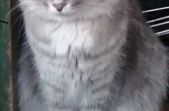 Кошки потеряшки, Троицкий район, фото: Потеряшка кошка в Троицком районе, вознаграждение